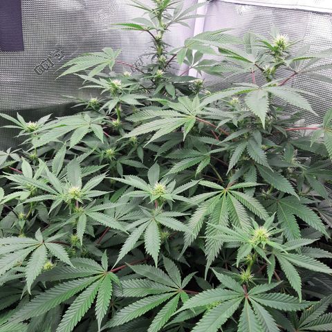 Double Burnout growlog timeline photo