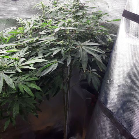 Double Burnout growlog timeline photo