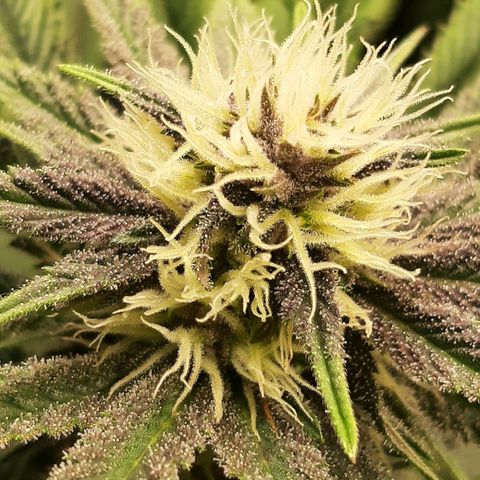 Star Buttah growlog timeline photo