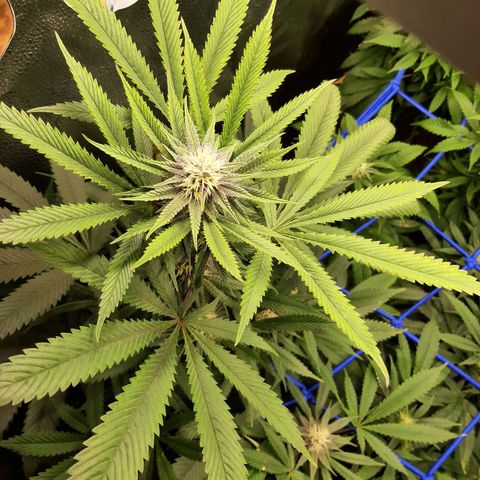 Star Buttah growlog timeline photo