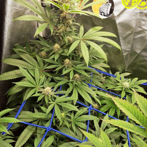Star Buttah growlog timeline photo