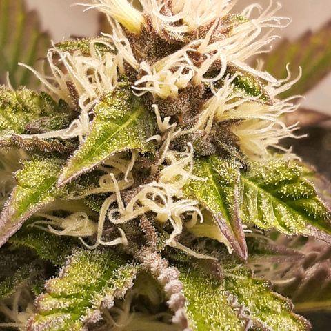 Orange an Berriez growlog timeline photo