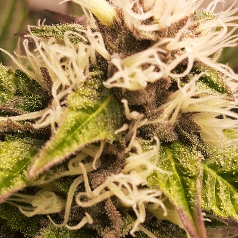 Orange an Berriez growlog timeline photo