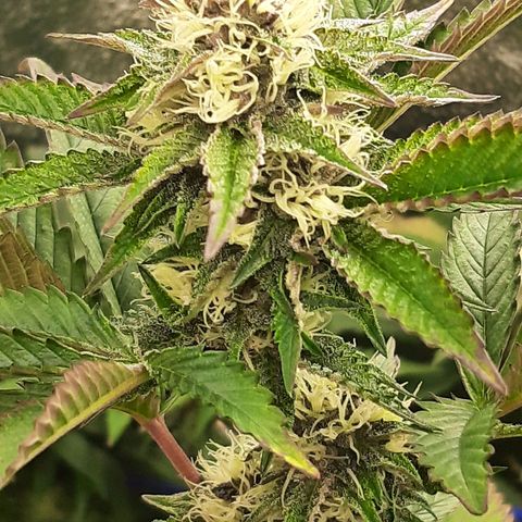 Orange an Berriez growlog timeline photo