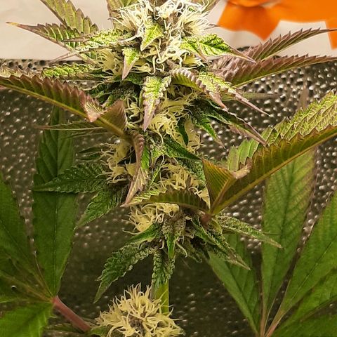 Orange an Berriez growlog timeline photo