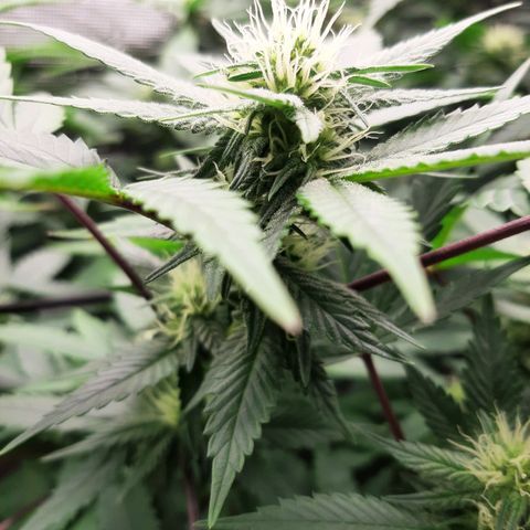 Pugs breath (bwcc cut) growlog timeline photo