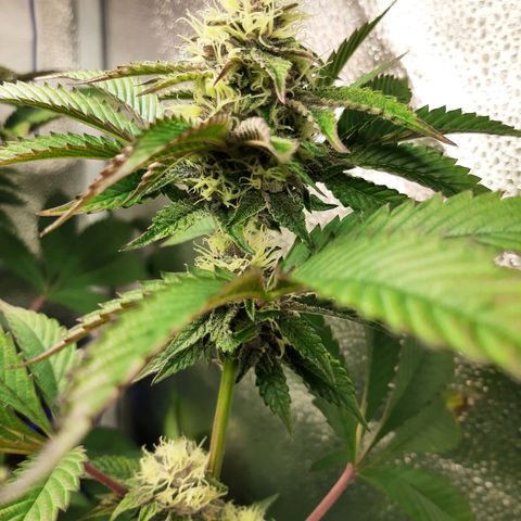 Orange an Berriez growlog timeline photo