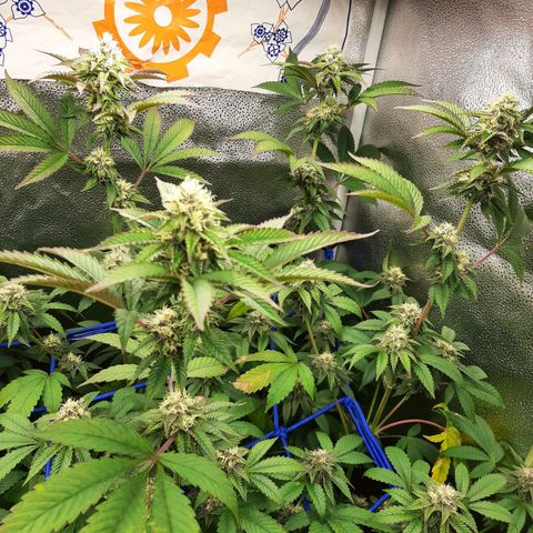 Orange an Berriez growlog timeline photo