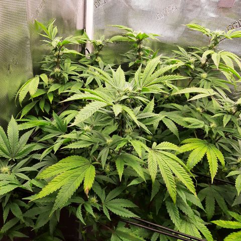 Killer Bees (bwcc cut) growlog photo