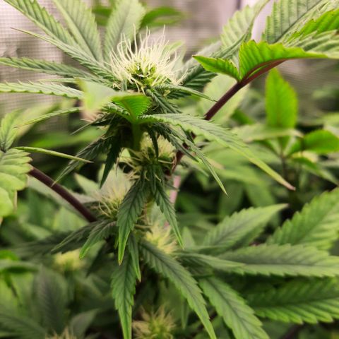 Killer Bees (bwcc cut) growlog timeline photo