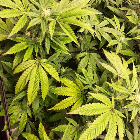 Killer Bees (bwcc cut) growlog timeline photo