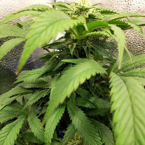 Unicorn Gelatin growlog timeline photo
