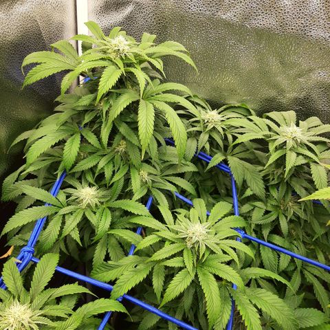 Unicorn Gelatin growlog timeline photo