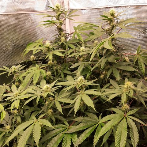 Double Burnout growlog timeline photo