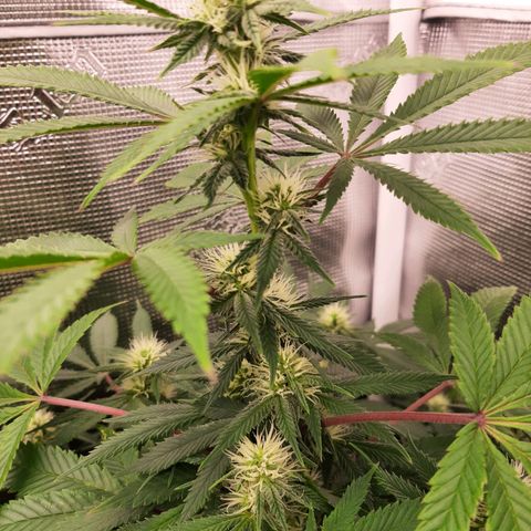 Double Burnout growlog timeline photo