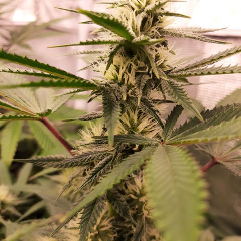 Double Burnout growlog timeline photo