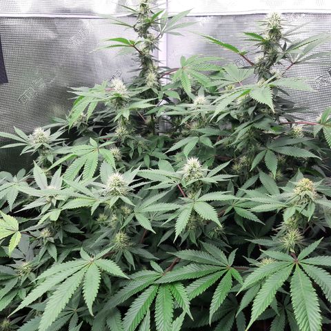 Double Burnout growlog timeline photo