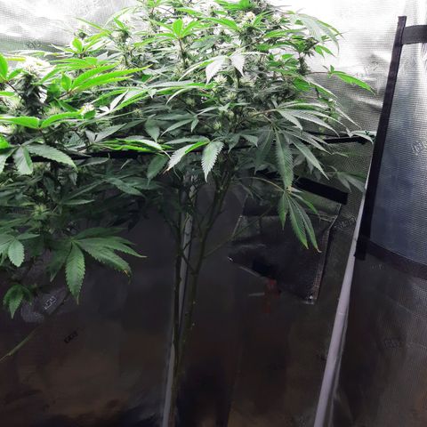 Double Burnout growlog timeline photo