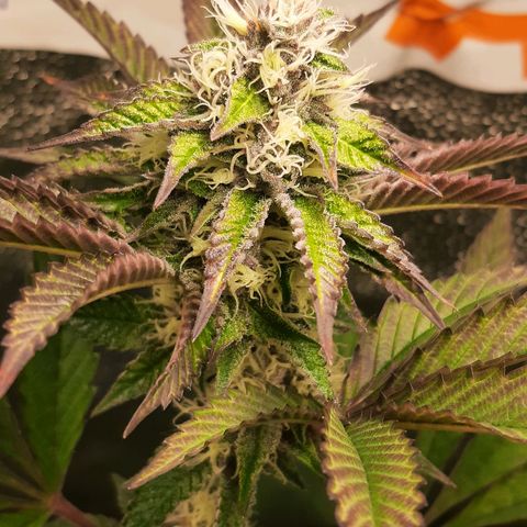 Orange an Berriez growlog timeline photo