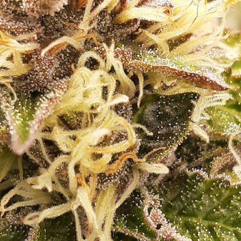 Orange an Berriez growlog timeline photo