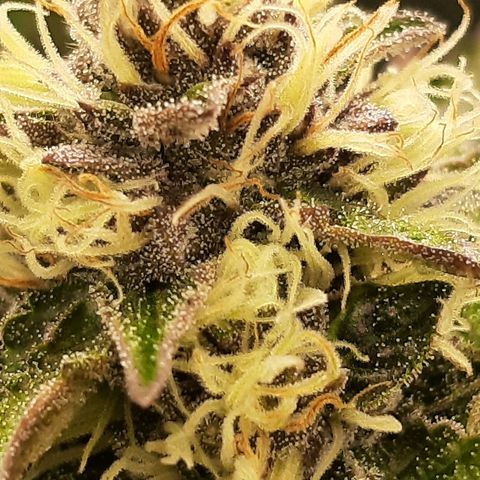 Orange an Berriez growlog timeline photo