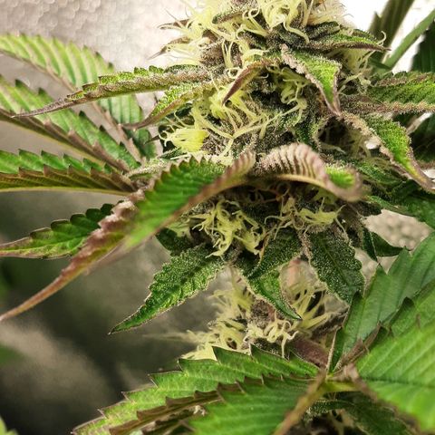 Orange an Berriez growlog timeline photo