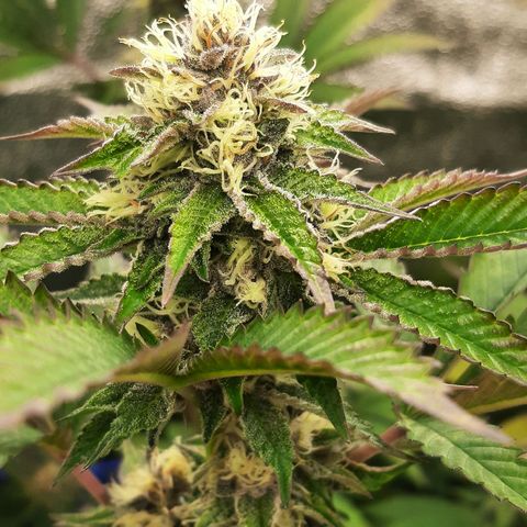 Orange an Berriez growlog timeline photo