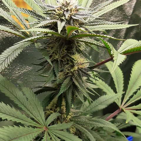 Star Buttah growlog timeline photo