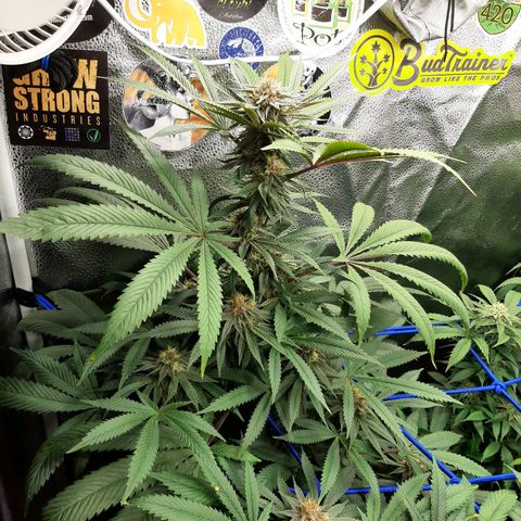 Star Buttah growlog timeline photo