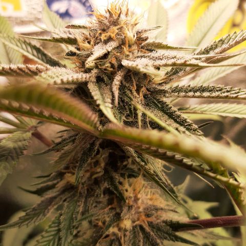 Star Buttah growlog timeline photo