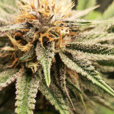 Star Buttah growlog timeline photo