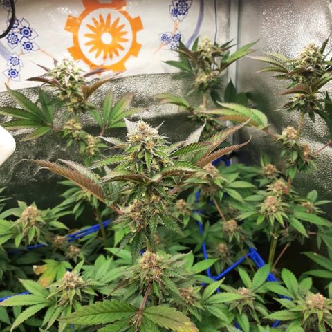 Orange an Berriez growlog timeline photo