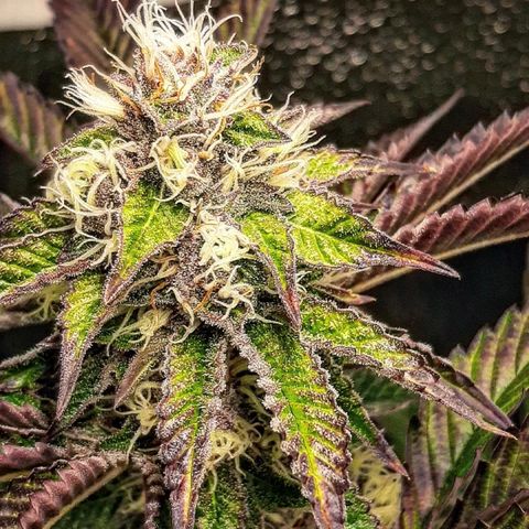 Orange an Berriez growlog timeline photo
