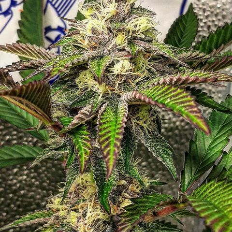 Orange an Berriez growlog timeline photo