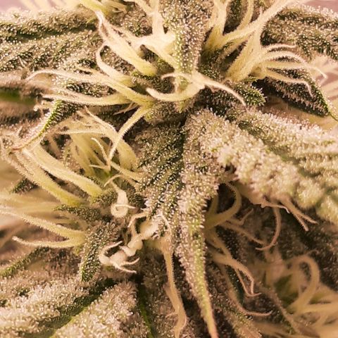 Double Burnout growlog timeline photo
