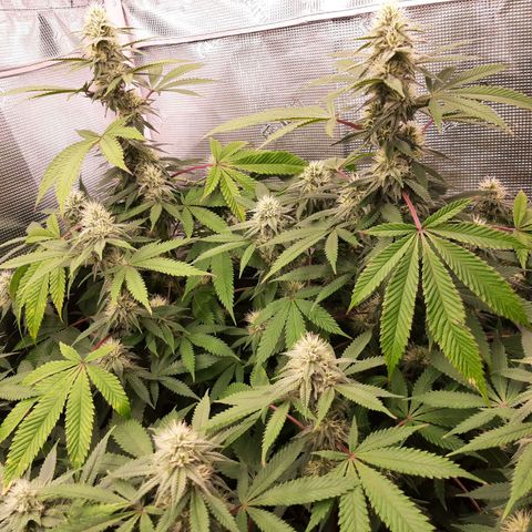 Double Burnout growlog timeline photo