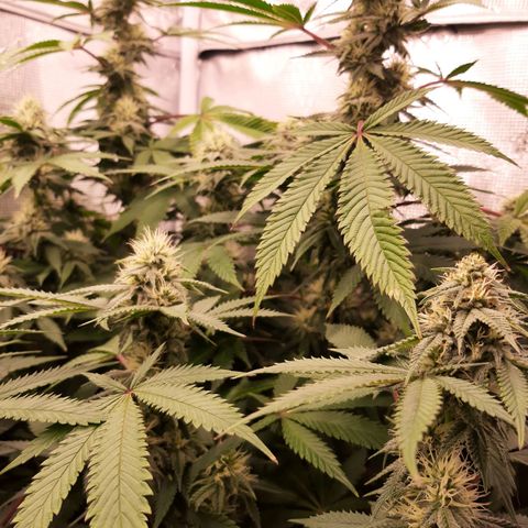 Double Burnout growlog timeline photo