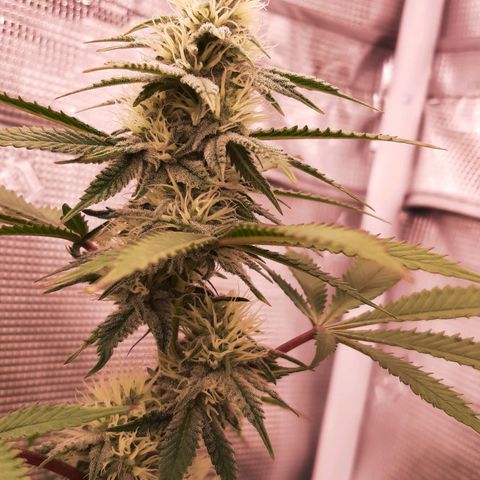 Double Burnout growlog timeline photo