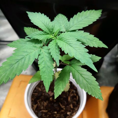 Pupil King growlog timeline photo