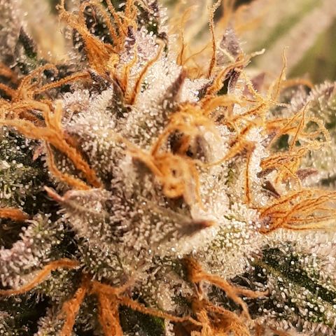 Star Buttah growlog timeline photo