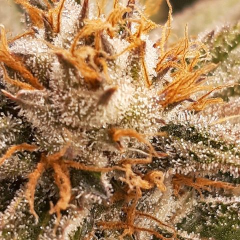 Star Buttah growlog timeline photo
