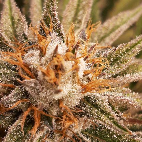 Star Buttah growlog timeline photo