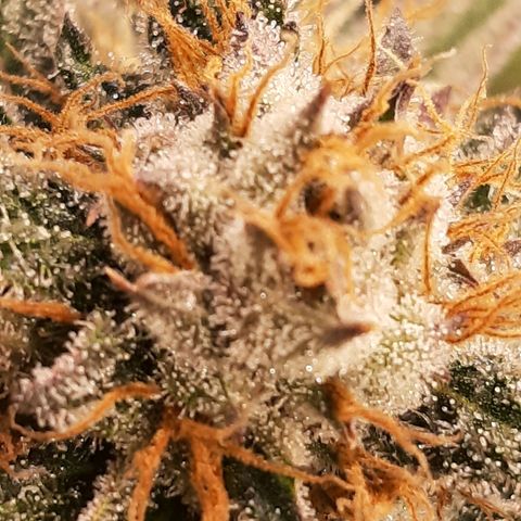 Star Buttah growlog timeline photo