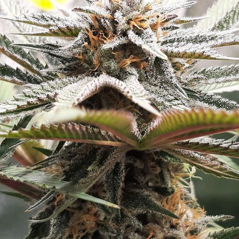 Star Buttah growlog timeline photo