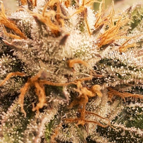 Star Buttah growlog timeline photo