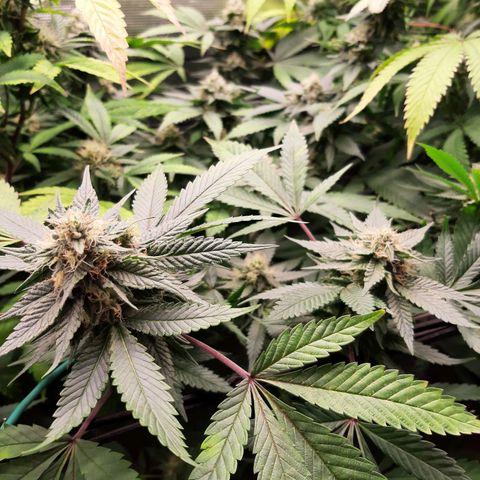 Pugs breath (bwcc cut) growlog timeline photo