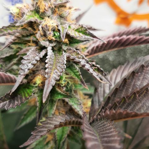 Orange an Berriez growlog timeline photo