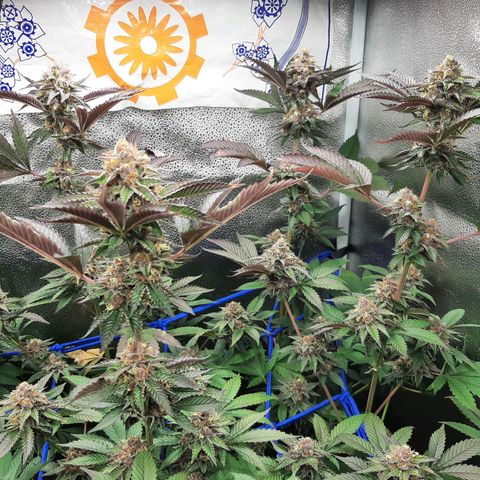 Orange an Berriez growlog timeline photo