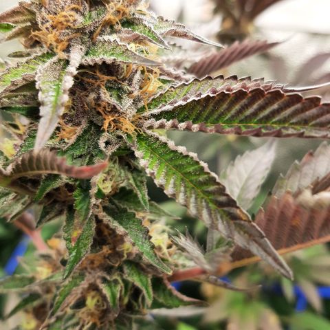 Orange an Berriez growlog timeline photo