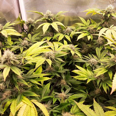 Killer Bees (bwcc cut) growlog timeline photo